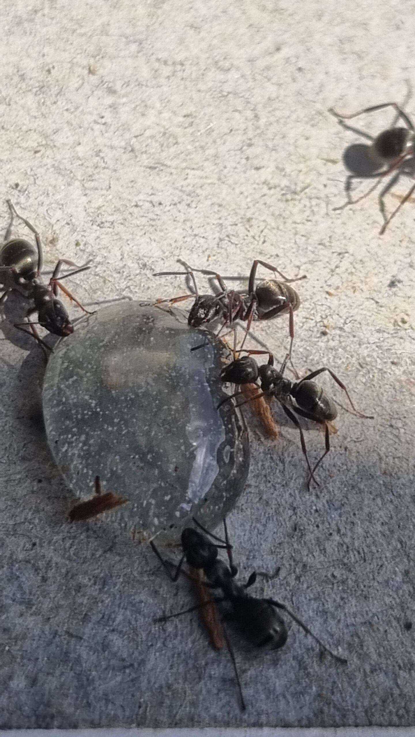 Slavemyre spiser gel fra beholder