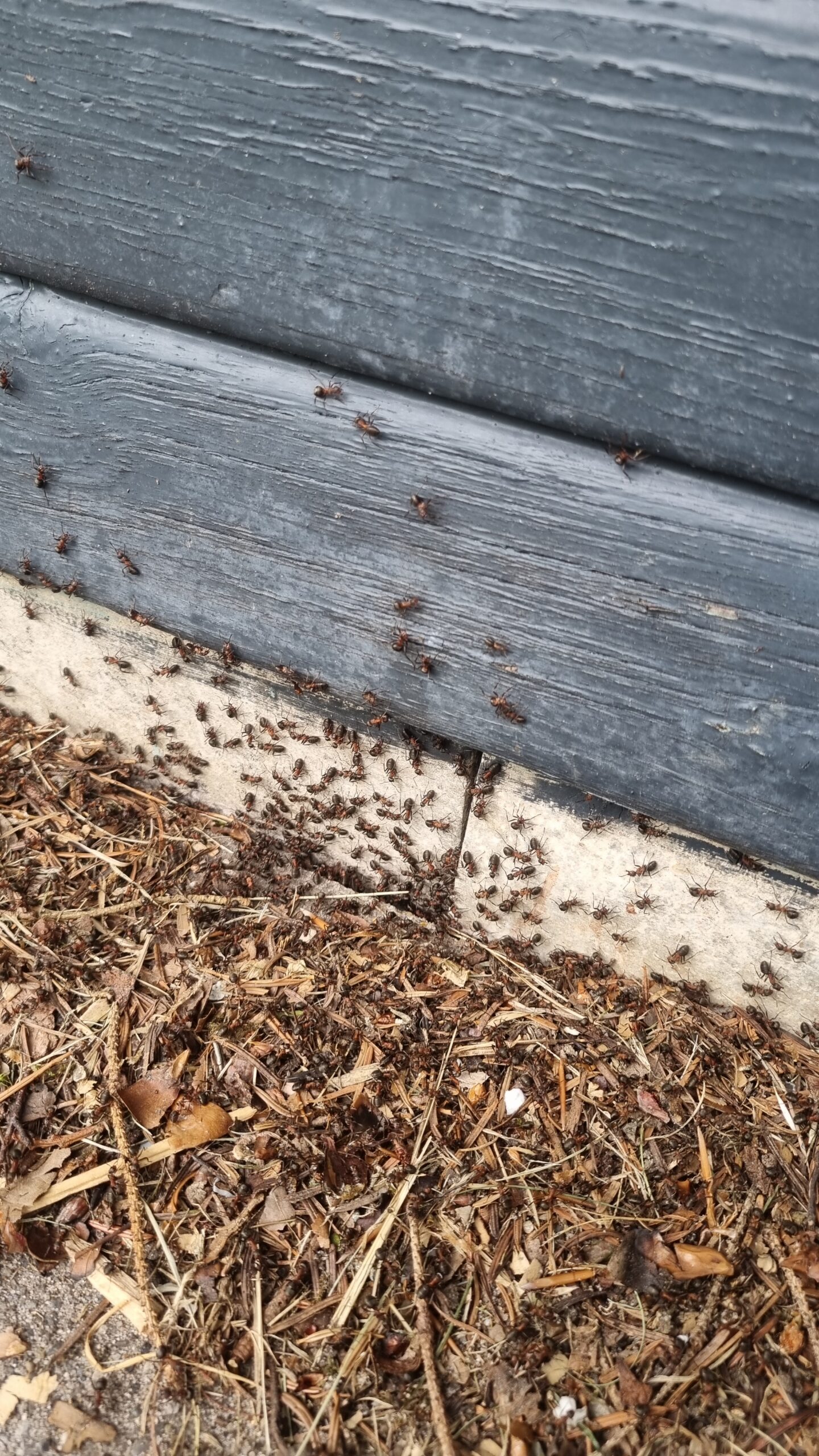 Skovmyre flytter ind i annex