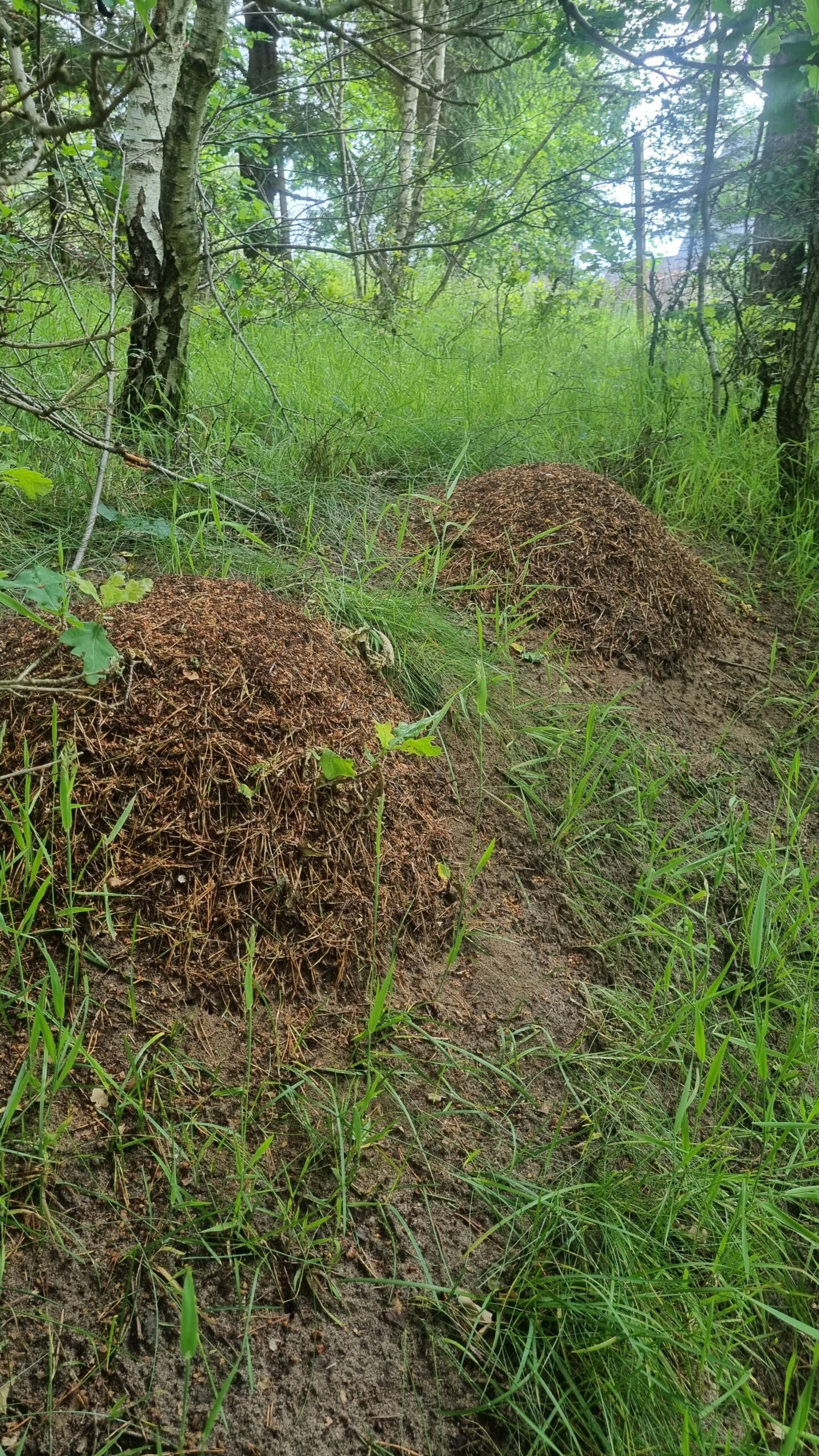 Skovtuer i skovområde