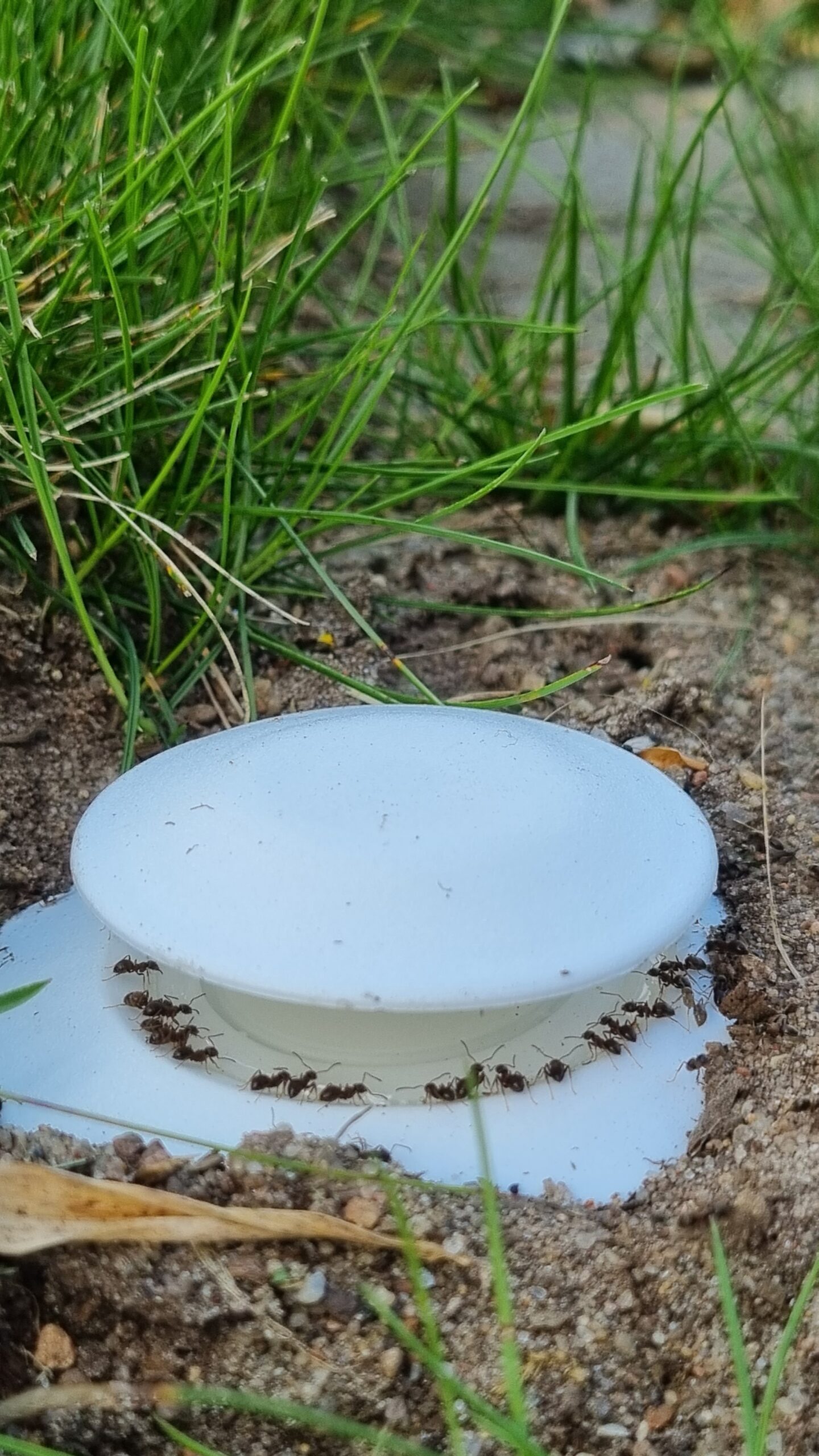 Myrer spiser gel fra beholder