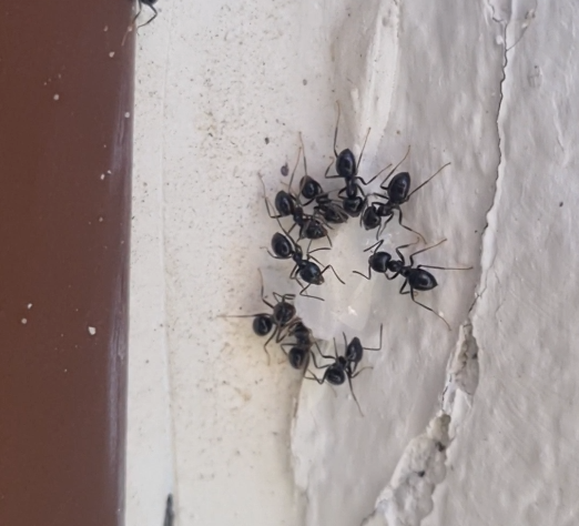 Orange myrer spiser gel