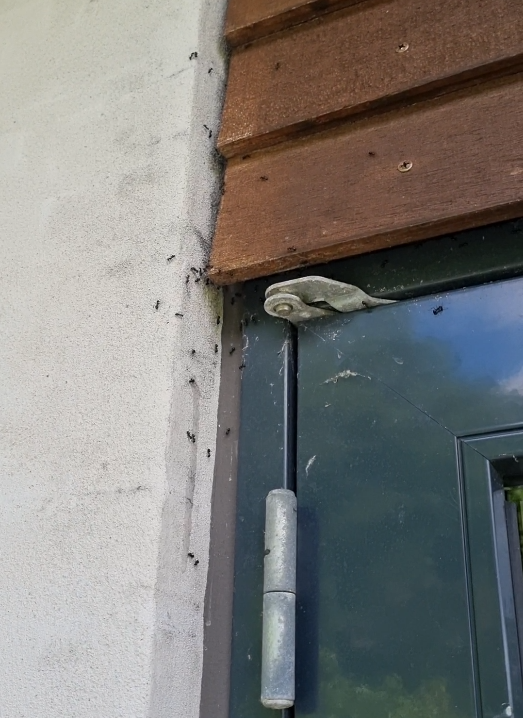 Orange myrer i hulmur